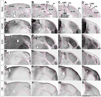 Thalamocortical Projection Neuron and Interneuron Numbers in the Visual Thalamic Nuclei of the Adult C57BL/6 Mouse